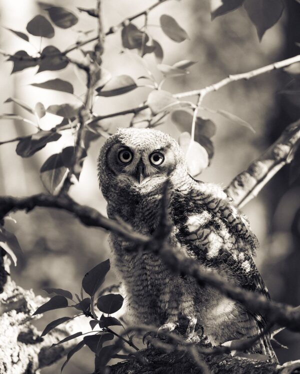 "Young Great Horned Owl" | Idaho 2023 | Bichrome