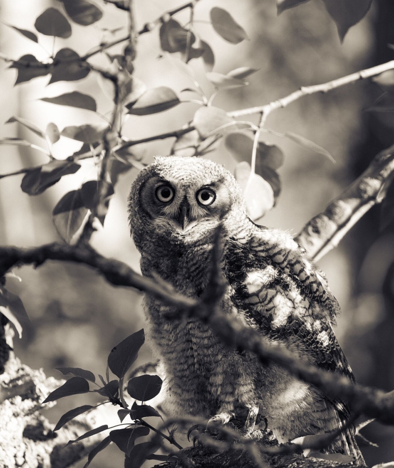 Fine Art Photography Nature Wildlife Great Horned Owl Bichrome Colloector