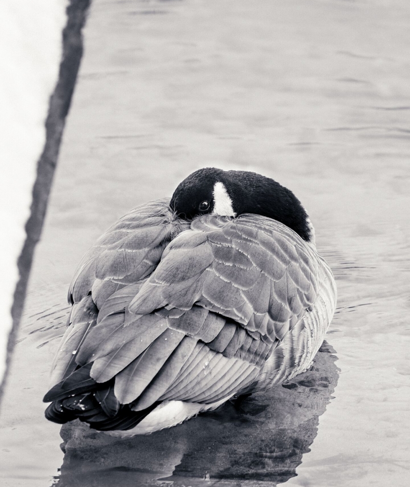 Fine Art Photography Nature Wildlife Canadian Goose Idaho Bichrome Colloector