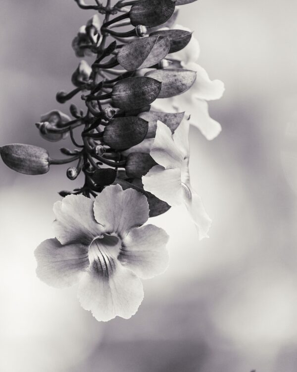 'Hanging Blossom" | Sayulita Nayarit Mexico 2024 | Bichrome